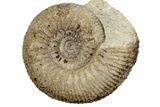 Jurassic Ammonite (Stephanoceras) Fossil - England #279158-1